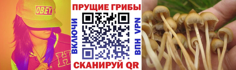 Псилоцибиновые грибы Psilocybine cubensis  Дно 